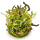 Hygrophila araguaia 1-2-GROW!  | Rrotbrauner Bodendecker