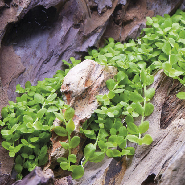 Micranthemum Monte-carlo 1-2-GROW!