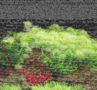 Myriophyllum mattogrossense - Grünes Tausendblatt im Topf