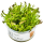 Rotala wallichii 1-2-Grow!
