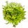 Rotala wallichii 1-2-Grow!