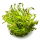 Rotala wallichii 1-2-Grow!