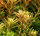 Rotala rotundifolia im Topf