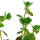 Rotala rotundifolia im Topf