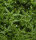 Myriophyllum mattogrossense - Grünes Tausendblatt 1-2-Grow!