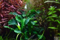 Bucephalandra pygmaea Bukit Kelam im Topf