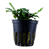 Bucephalandra pygmaea Bukit Kelam im Topf