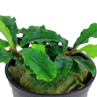 Bucephalandra pygmaea Bukit Kelam im Topf