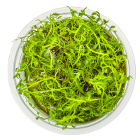 Proserpinaca palustris Cuba 1-2-Grow! | Kupferrotes Tausendblatt