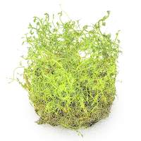 Proserpinaca palustris Cuba 1-2-Grow! | Kupferrotes Tausendblatt