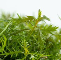 Proserpinaca palustris Cuba 1-2-Grow! | Kupferrotes Tausendblatt