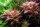 Proserpinaca palustris Cuba 1-2-Grow!