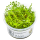 Proserpinaca palustris Cuba 1-2-Grow! | Kupferrotes Tausendblatt