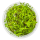 Proserpinaca palustris Cuba 1-2-Grow! | Kupferrotes Tausendblatt