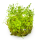 Proserpinaca palustris Cuba 1-2-Grow! | Kupferrotes Tausendblatt