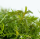 Proserpinaca palustris Cuba 1-2-Grow! | Kupferrotes Tausendblatt
