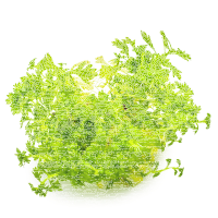 Hottonia palustris 1-2-Grow! | Wasserfeder Pflanze