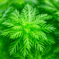 Hottonia palustris 1-2-Grow! | Wasserfeder Pflanze