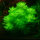 Hottonia palustris 1-2-Grow! | Wasserfeder Pflanze