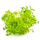 Hottonia palustris 1-2-Grow! | Wasserfeder Pflanze