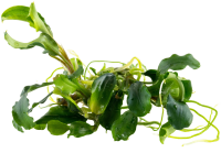 Bucephalandra pygmaea Bukit Kelam 1-2-Grow!