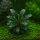 Bucephalandra pygmaea Bukit Kelam 1-2-Grow!