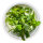 Bucephalandra pygmaea Bukit Kelam 1-2-Grow!