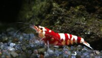 Red Fancy Tiger - Next Generation