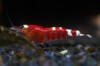 Red Fancy Tiger - Next Generation