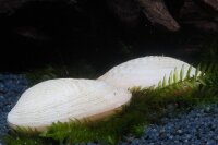 Weiße Ornamentmuschel  - Scabies crispata white
