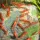 Dennerle Shrimp King Yummy Gum, 50 g