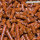 GT Futtersticks Karotte | Natürliches Farbfutter für Garnelen, 300 g