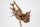 Moorkien Fingerwurzel #2095 - 10x10x9 cm (LxBxH)