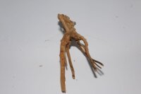 Moorkien Fingerwurzel #2108 - 18x6x5 cm (LxBxH)