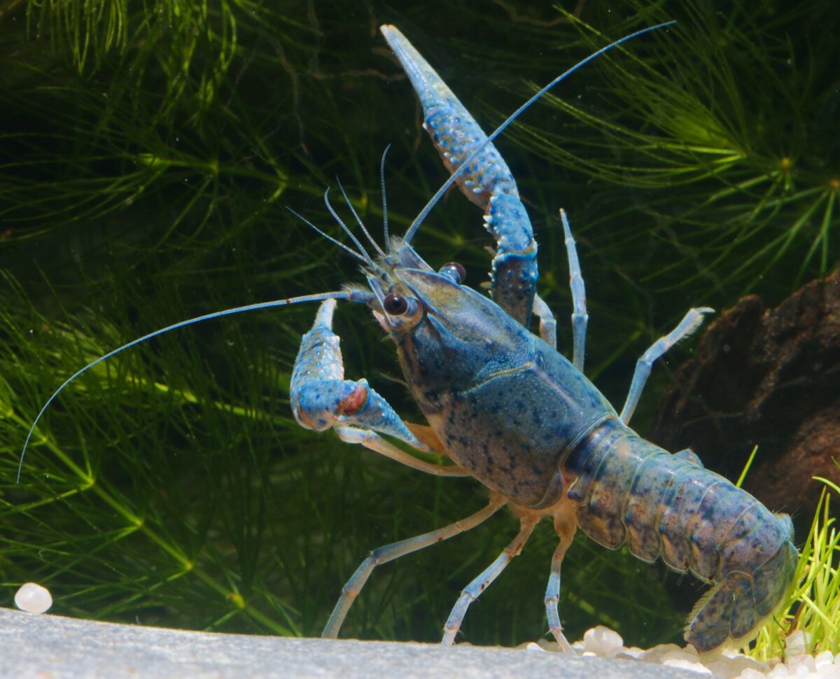 Blauer Floridakrebs - Procambarus alleni, Ein Paar...