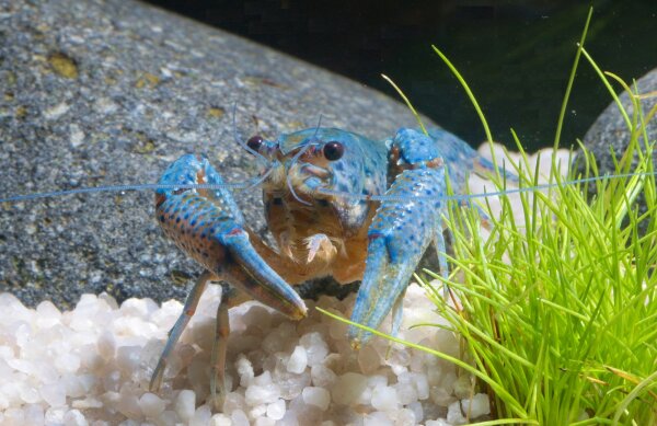 Blauer Floridakrebs - Procambarus alleni, Ein Paar (Männchen & Weibchen)