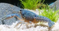 Blauer Floridakrebs - Procambarus alleni, Ein Paar (Männchen & Weibchen)