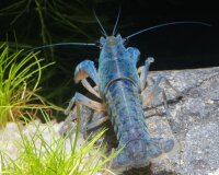 Blauer Floridakrebs - Procambarus alleni, Männchen