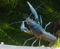 Blauer Floridakrebs - Procambarus alleni, Weibchen