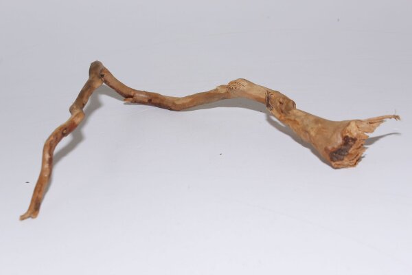 Moorkien Fingerwurzel Winkelhäkchen - 20x25x6 cm (LxBxH) #1643