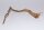 Moorkien Fingerwurzel "Winkelhäkchen" - 20x25x6 cm (LxBxH) #1643