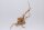 Moorkien Fingerwurzel "Antennchen" - 18x13x20 cm (LxBxH) #1655
