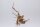 Moorkien Fingerwurzel "Antennchen" - 18x13x20 cm (LxBxH) #1655