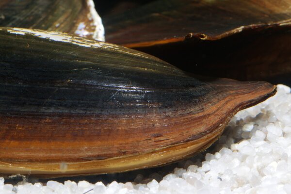 Haifischflossenmuschel - Hyriopsis bialatus