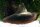 Haifischflossenmuschel - Hyriopsis bialatus