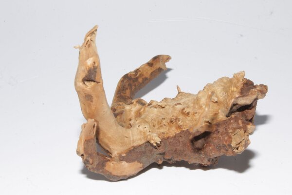 Moorkien Fingerwurzel Mantis - 14x10x9 cm (LxBxH) #3008