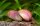 Pink & Yellow Lady Schnecke - Clithon sowerbianum - Aus Quarantäne Haltung