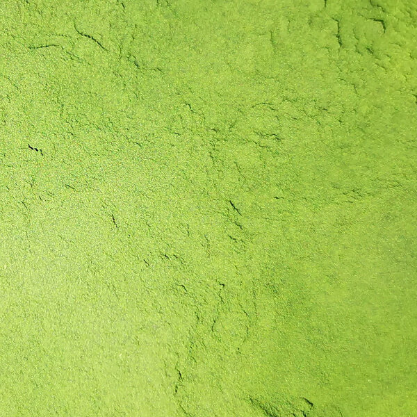 Chlorella vulgaris - Akzeptanzbooster für Garnelen Lollies Futterbrei, 30 g