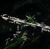 GT Shrimp Lollies Brennesselblätter, 10 Stück