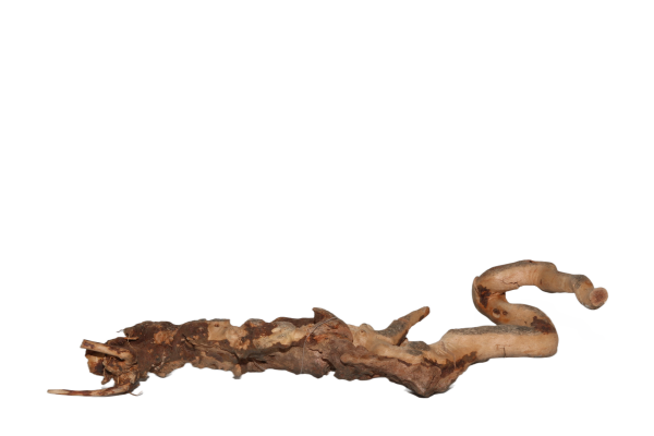 Moorkien Fingerwurzel - "Booom Snail" 20x4x4 cm (LxBxH)